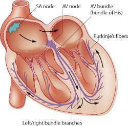 The purkinje fibers are located in the inner ventricular walls of the heart, just beneath the endocardium in a space called the subendocardium. The Ecg Made Even Easier Nursediaries