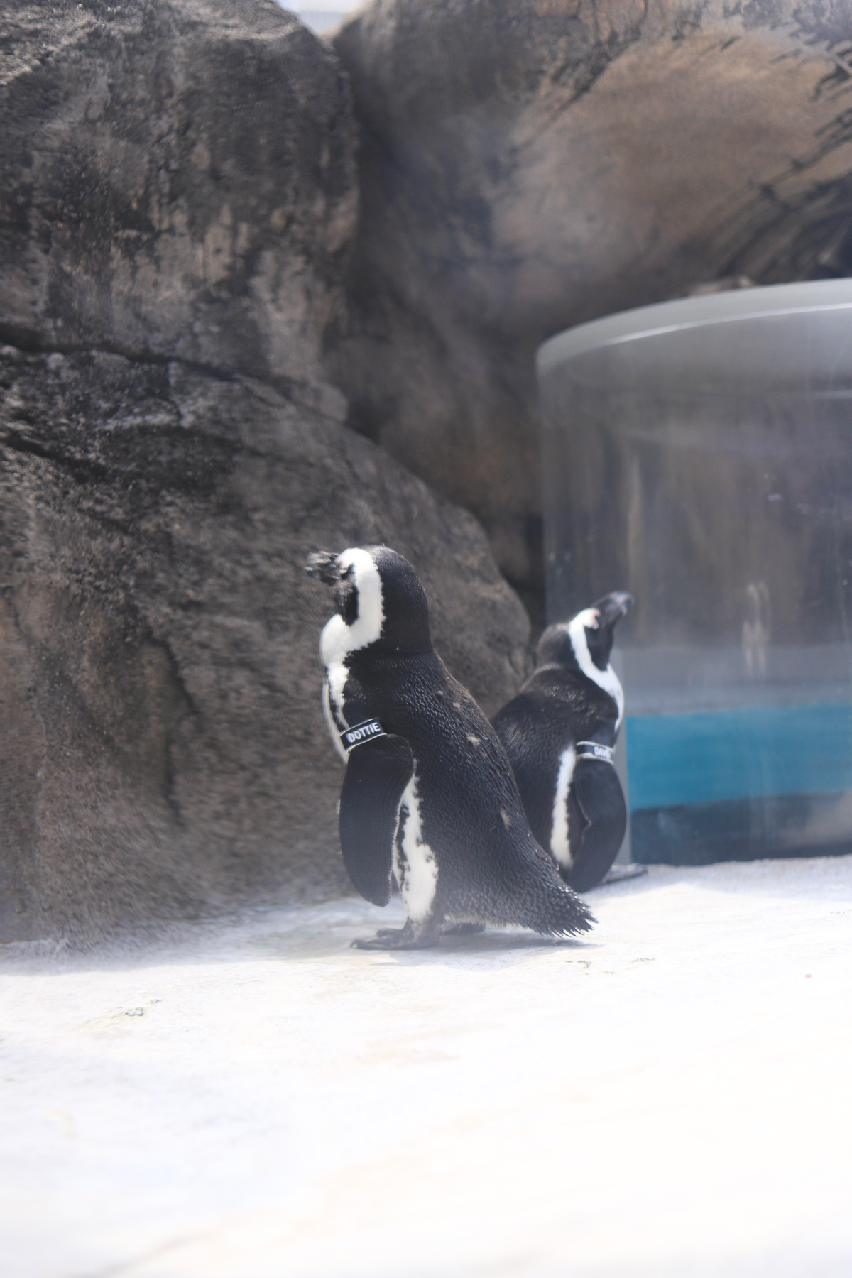 Discover the National Aviary in Pittsburgh, PA