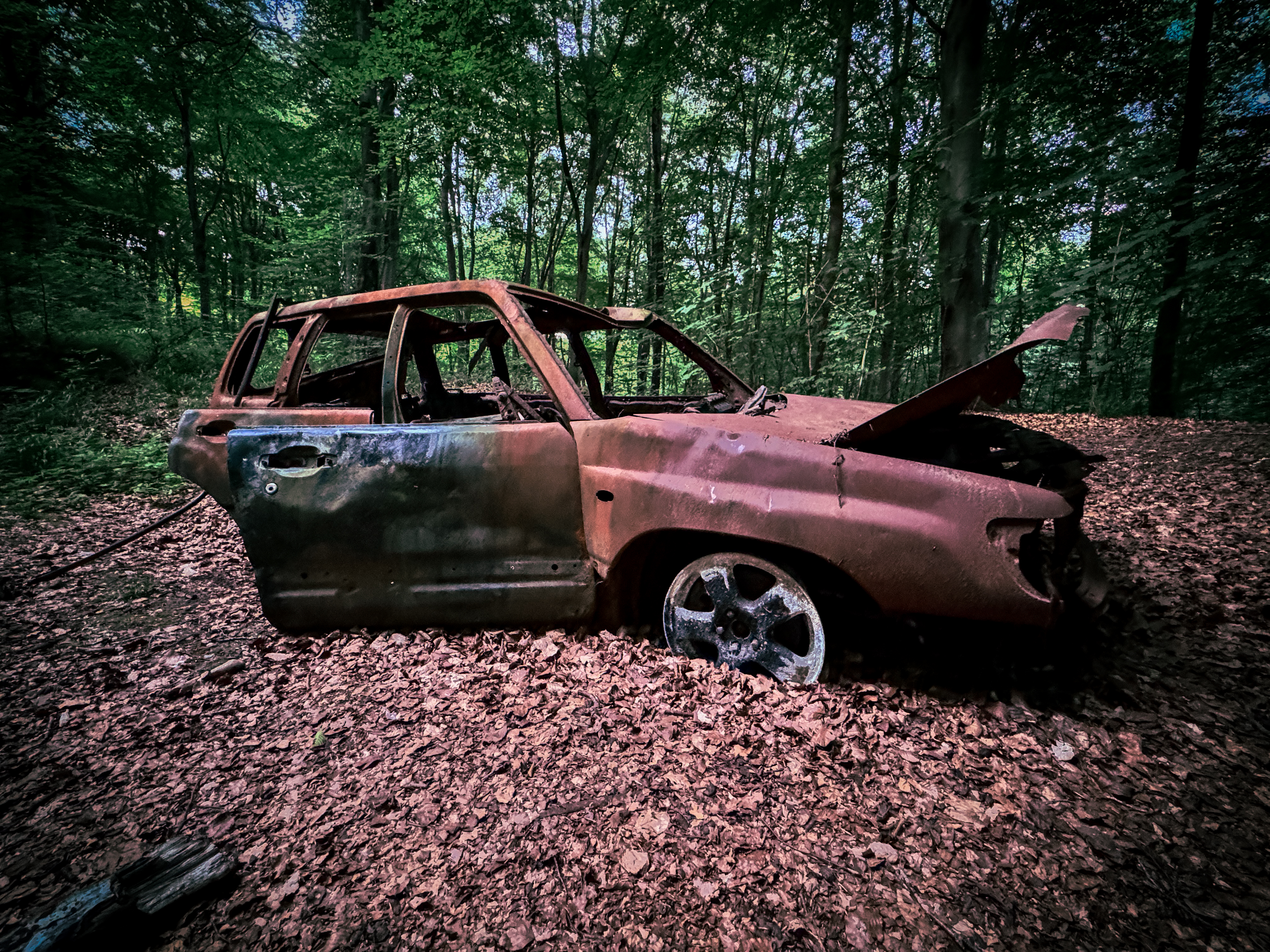 Rust and Leaves: A Journey Through Nature’s Story