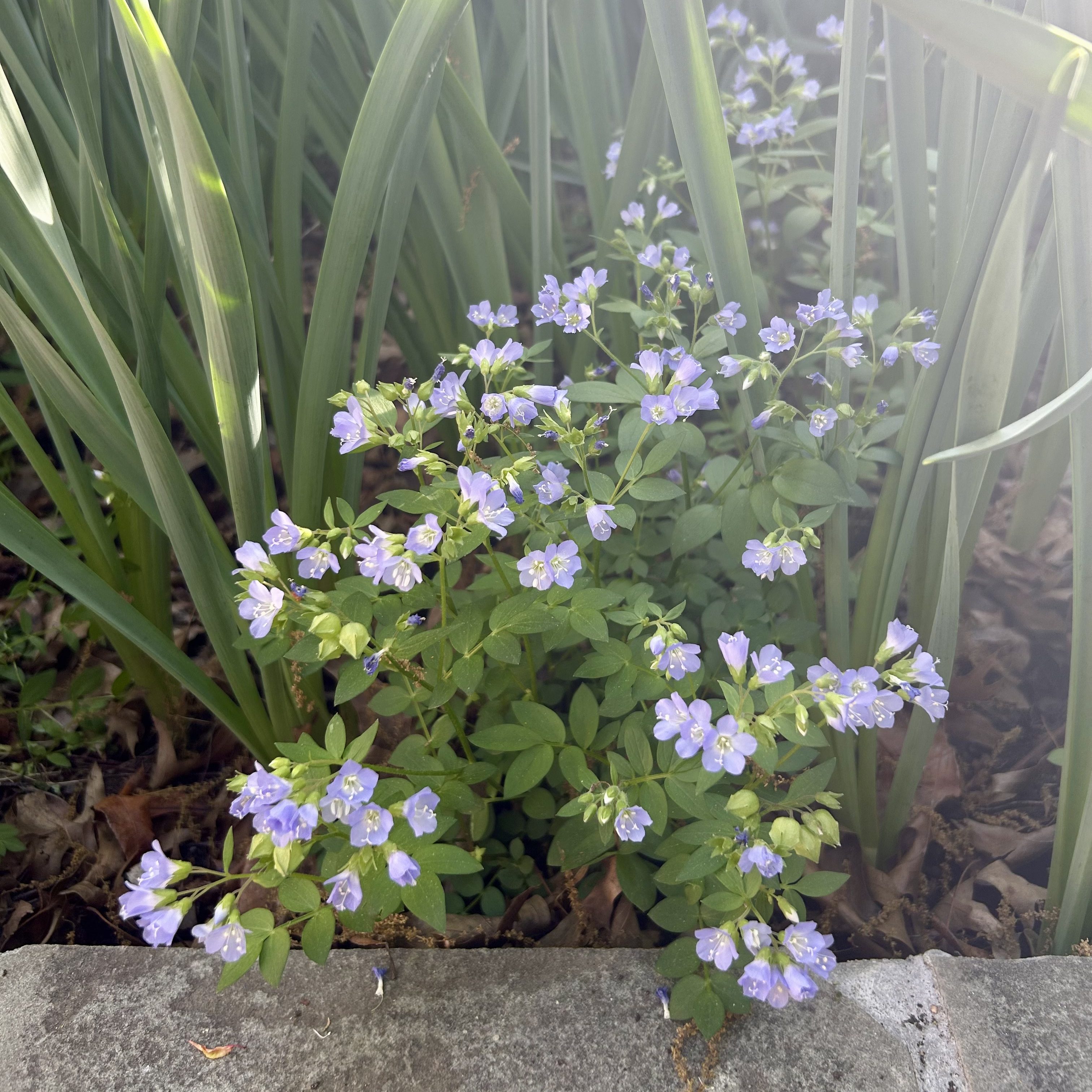 Jacob's ladder (Polemonium reptans)