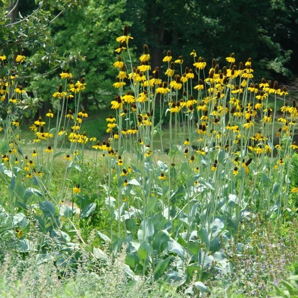 Giant Coneflower (Rudbeckia maxima)