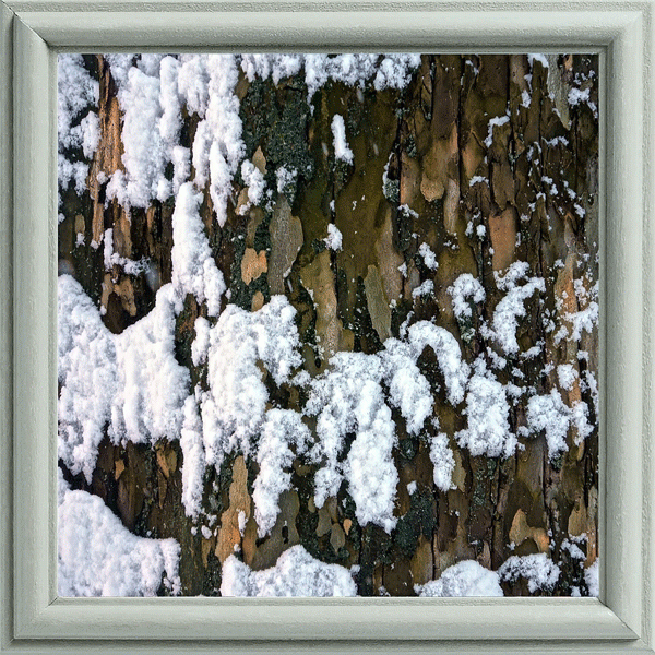 Snow on the trunk of a London planetree (Platanus x acerifolia) in Tombs Highland Park neighborhood.