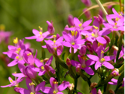 Centaury