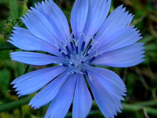 Chicory
