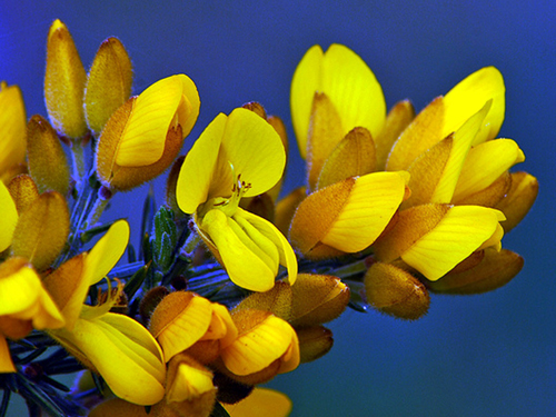 Gorse