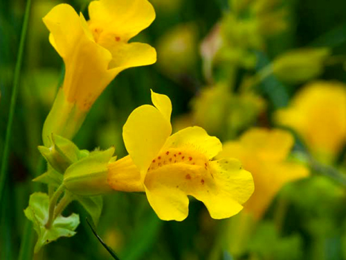 Mimulus