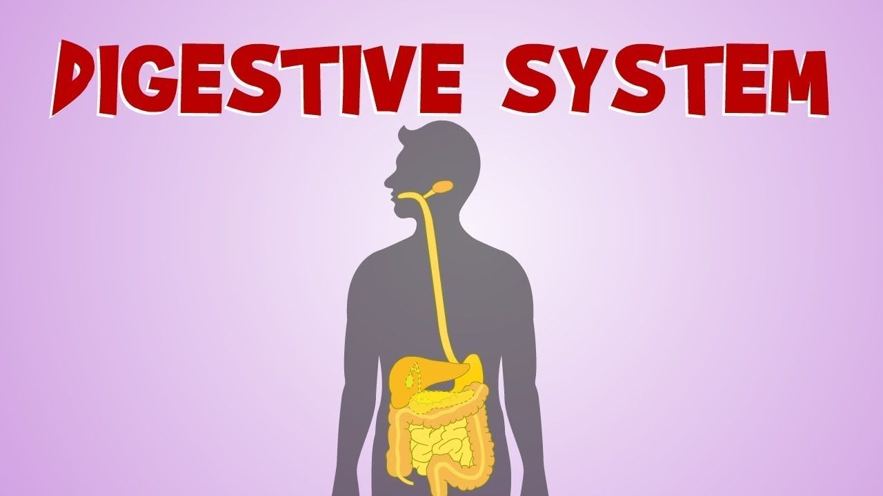 The organs of the gastrointestinal tract: Digestive System Diagram Function Studiousguy