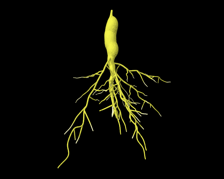 Taproot System Types Modifications And Examples Studiousguy - Minimal Art Collection - Retina Quality