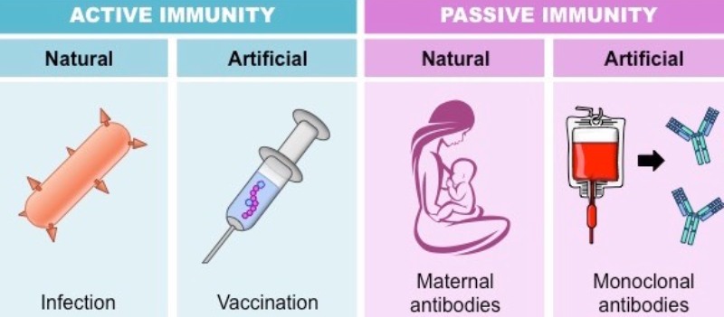 Immunity Definition Types And Examples Studiousguy - Beautiful Dark Photo - Retina