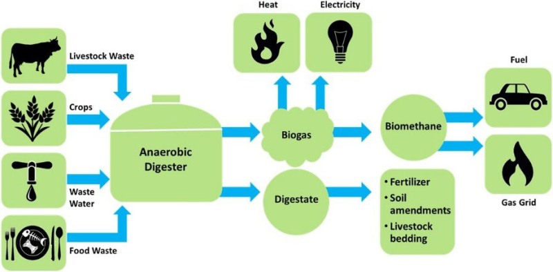 The examples such as bread, cheese, beer, and others. Biotechnology Examples In Everyday Life Studiousguy
