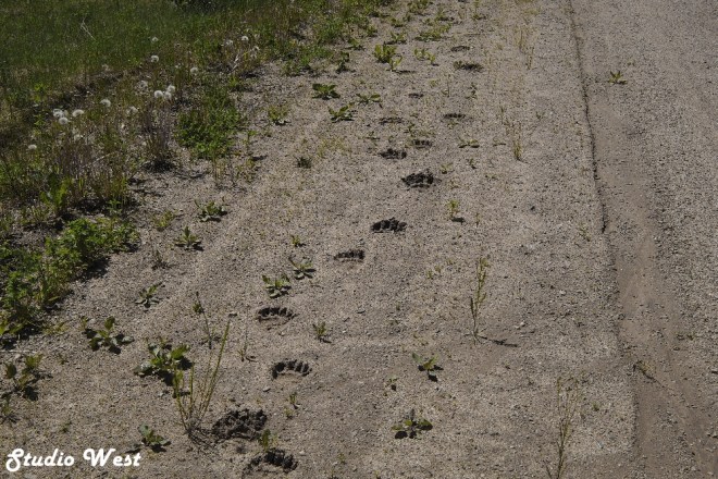 Bear tracks