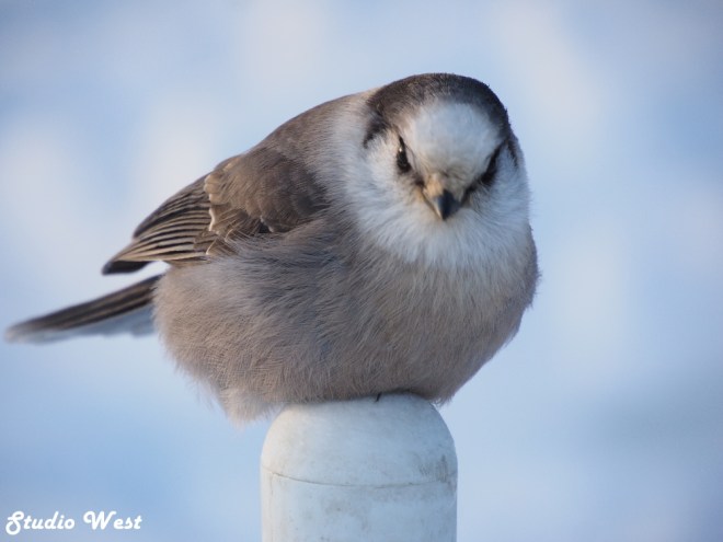 Prince Albert National Park Grey Jay