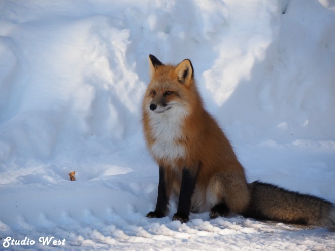Prince Albert National Park Morton the Fox