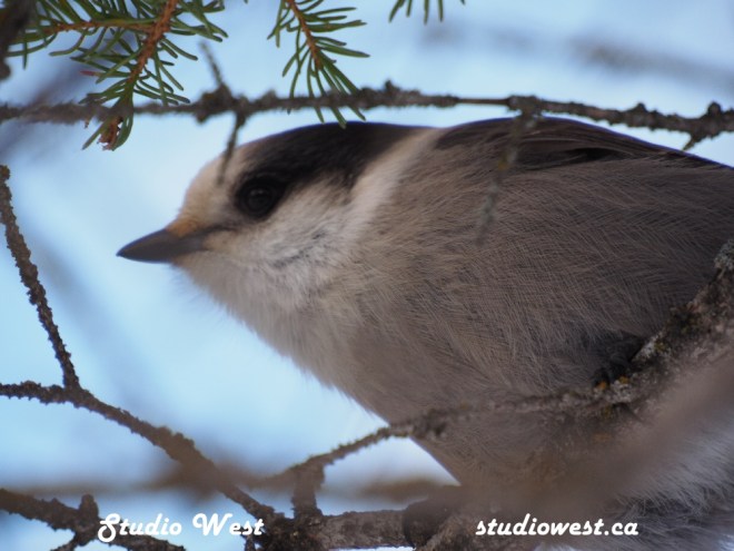 Grey Jay