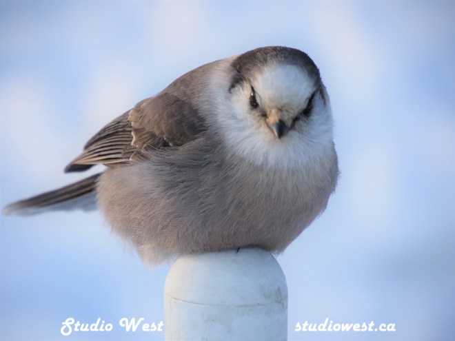 Grey Jay