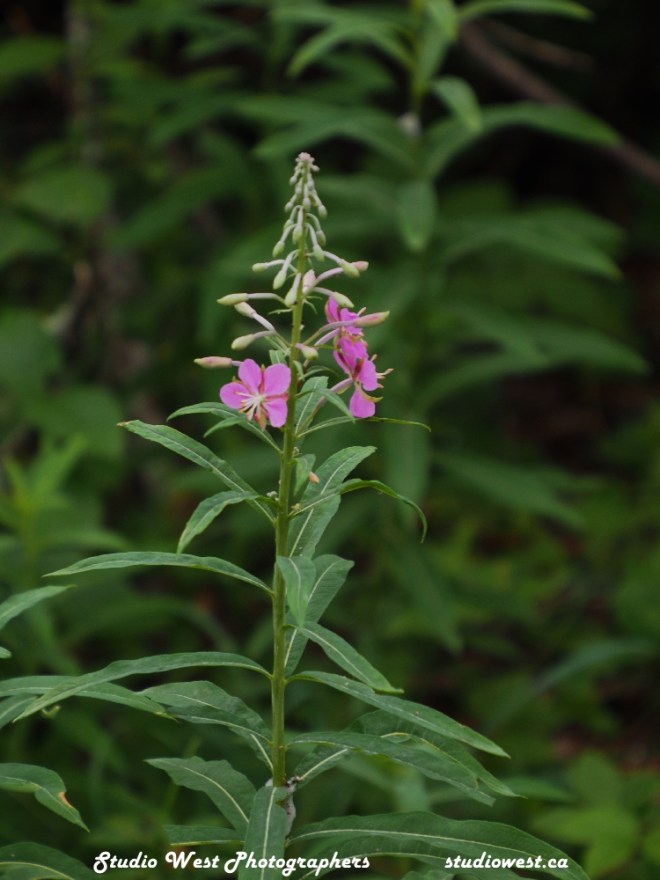 Wild flowers thrive at the Gem Lakes