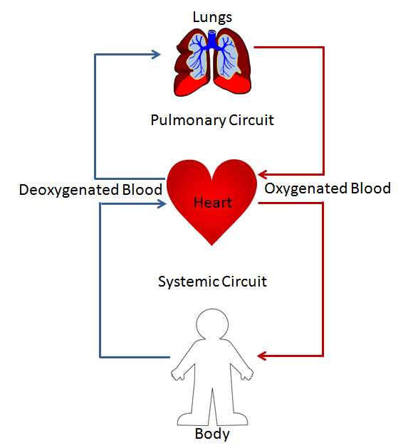 Blood returns through a system of veins to the right atrium of the heart. Double Circulation Definition Advantage Video Lesson Transcript Study Com
