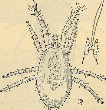 Bird mites vs. bed bugs