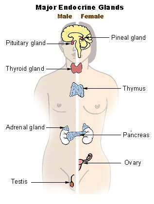 Chapt11answers Chapter 11 Endocrine System Endocrine System The Endocrine System Is Made Up Of The Cells Tissues And Ans That Secrete Hormones Into Course Hero 1Acces PDF Chapter 16 Endocrine System homeostasis Chapter 28. Chapt11answers Chapter 11 Endocrine System Endocrine System The Endocrine System Is Made Up Of The Cells Tissues And Ans That Secrete Hormones Into Course Hero McKinley OLaughlin and Bidle 2e spring 2019 anatomy and physiology ii.