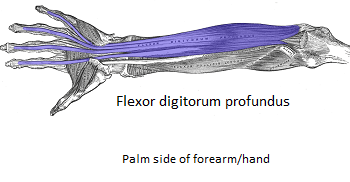 The blood supply of the fdp muscle is made up of muscular branches from the ulnar artery, anterior interosseous artery, and common interosseous . Flexor Digitorum Profundus: Origin, Action & Insertion