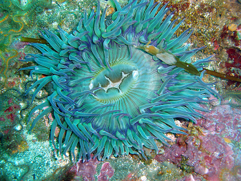 Bjc medical group primary care associates. Sea Anemone Facts: Lesson for Kids | Study.com