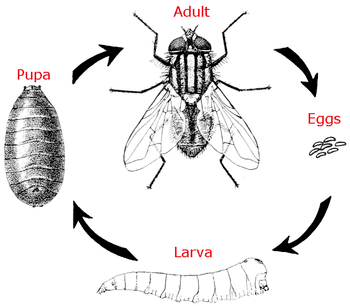 PPT - Bugscope The House Fly PowerPoint Presentation - ID ...