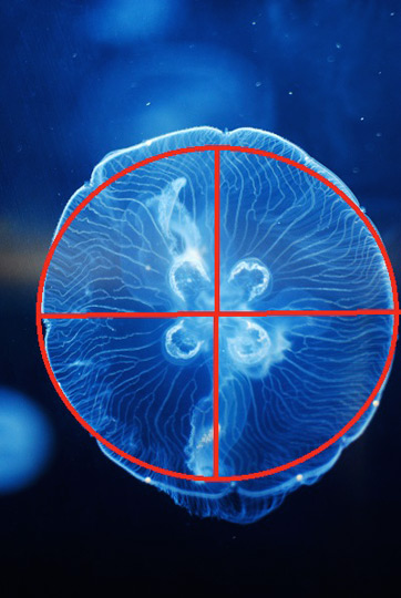 Radial symmetry is key to how moon jellies propel themselves and eat. Radial Symmetry In Biology Definition Examples Video Lesson Transcript Study Com
