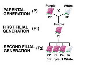F1 Generation Definition Offspring Video Lesson