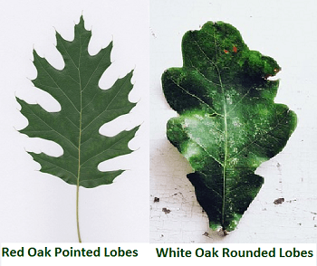 Pin Oak Tree Identification Identifying Quercus Palustris