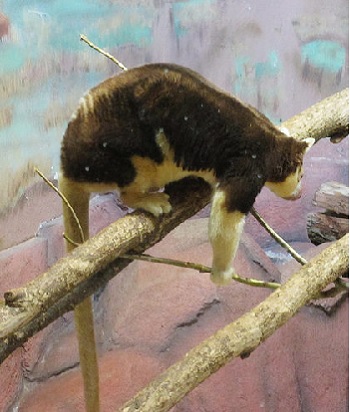 Poop Could Help Save Rare Tree Kangaroo From Extinction Scientific American Blog Network
