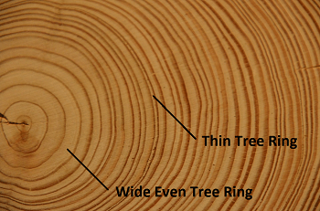 Tree Rings Lesson For Kids Study Com