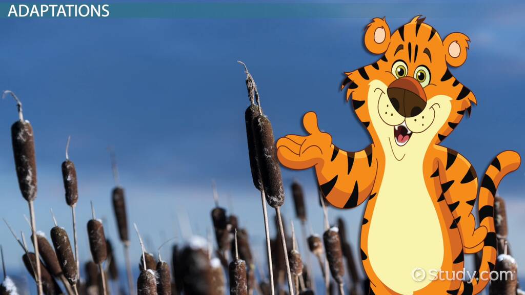 Perfect for a unit on soil and soil conservation. Wetland Plant Adaptations Lesson For Kids Video Lesson Transcript Study Com