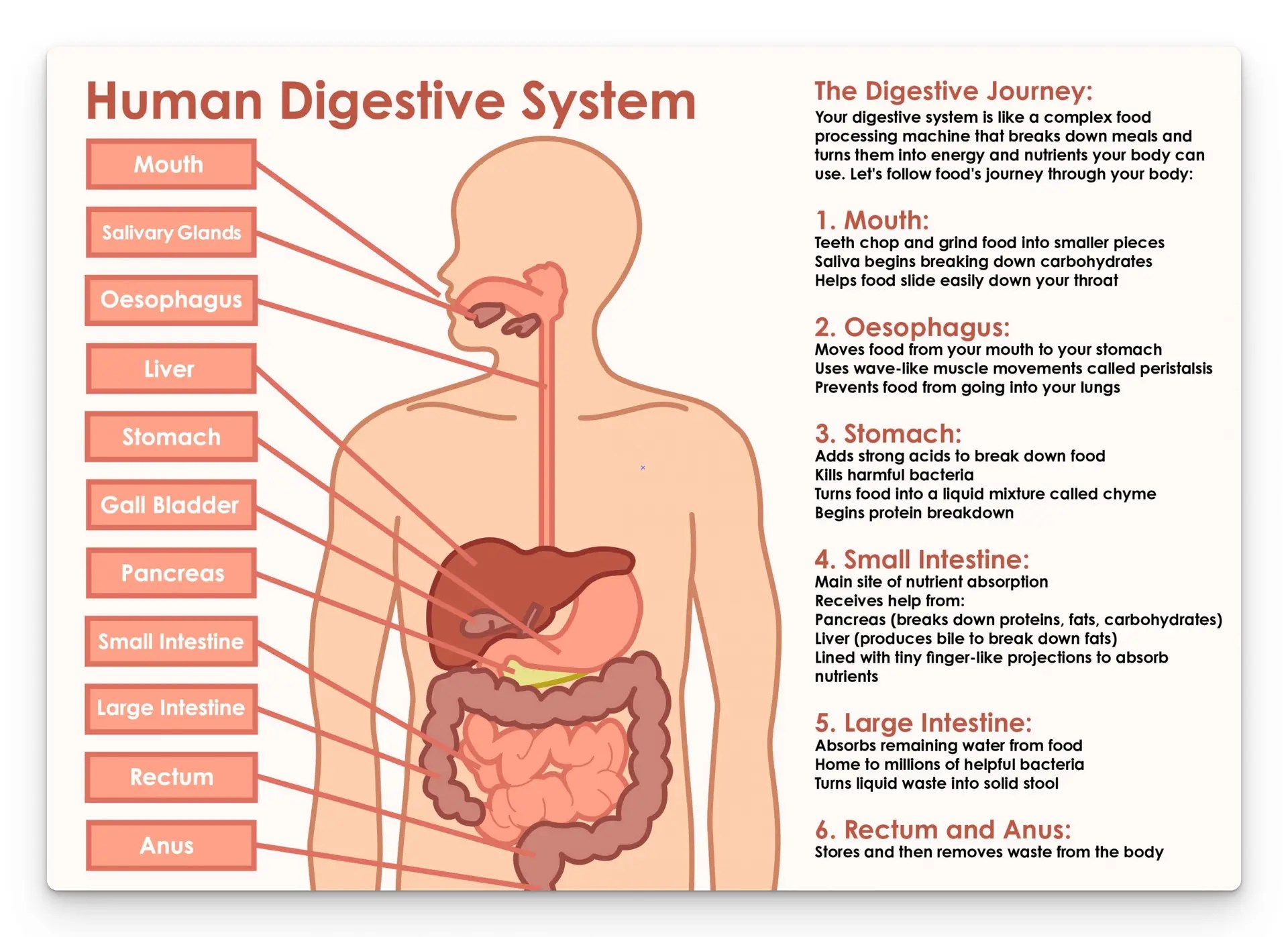 Digestion sheet