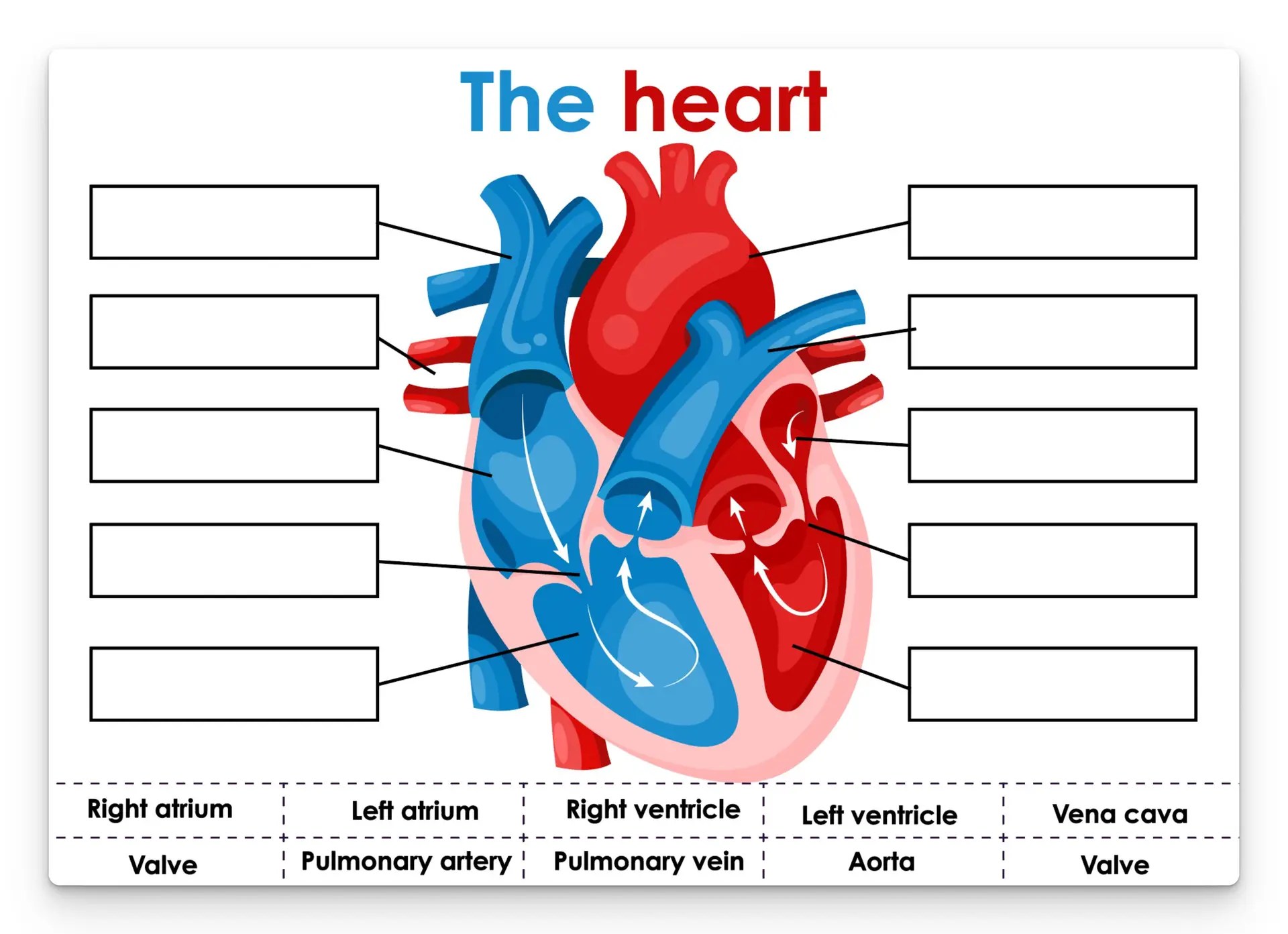 The heart worksheet