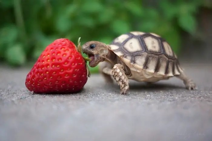 Here are facts to consider when you’re wonde. Best Small Pets For College Students Study Breaks