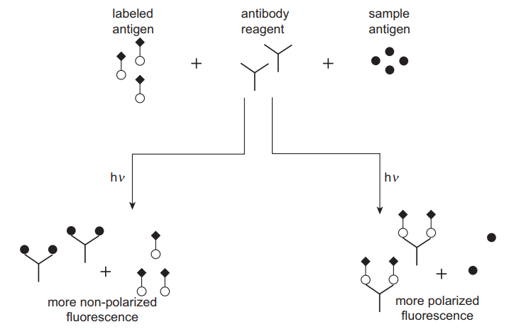 Fluorescence polarisation immunoassay
