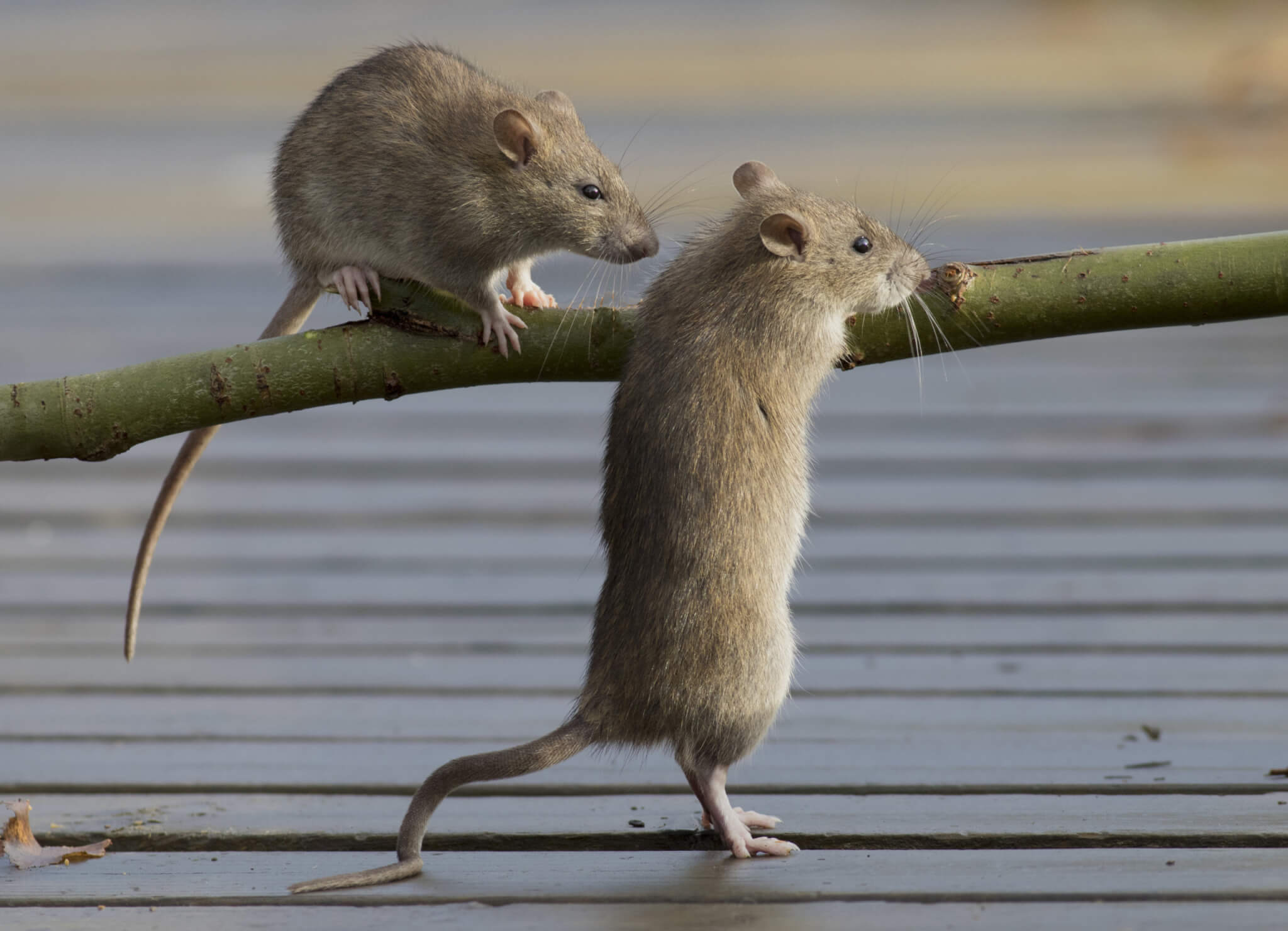 Rats could be the carriers of another COVIDlike pandemic, study warns