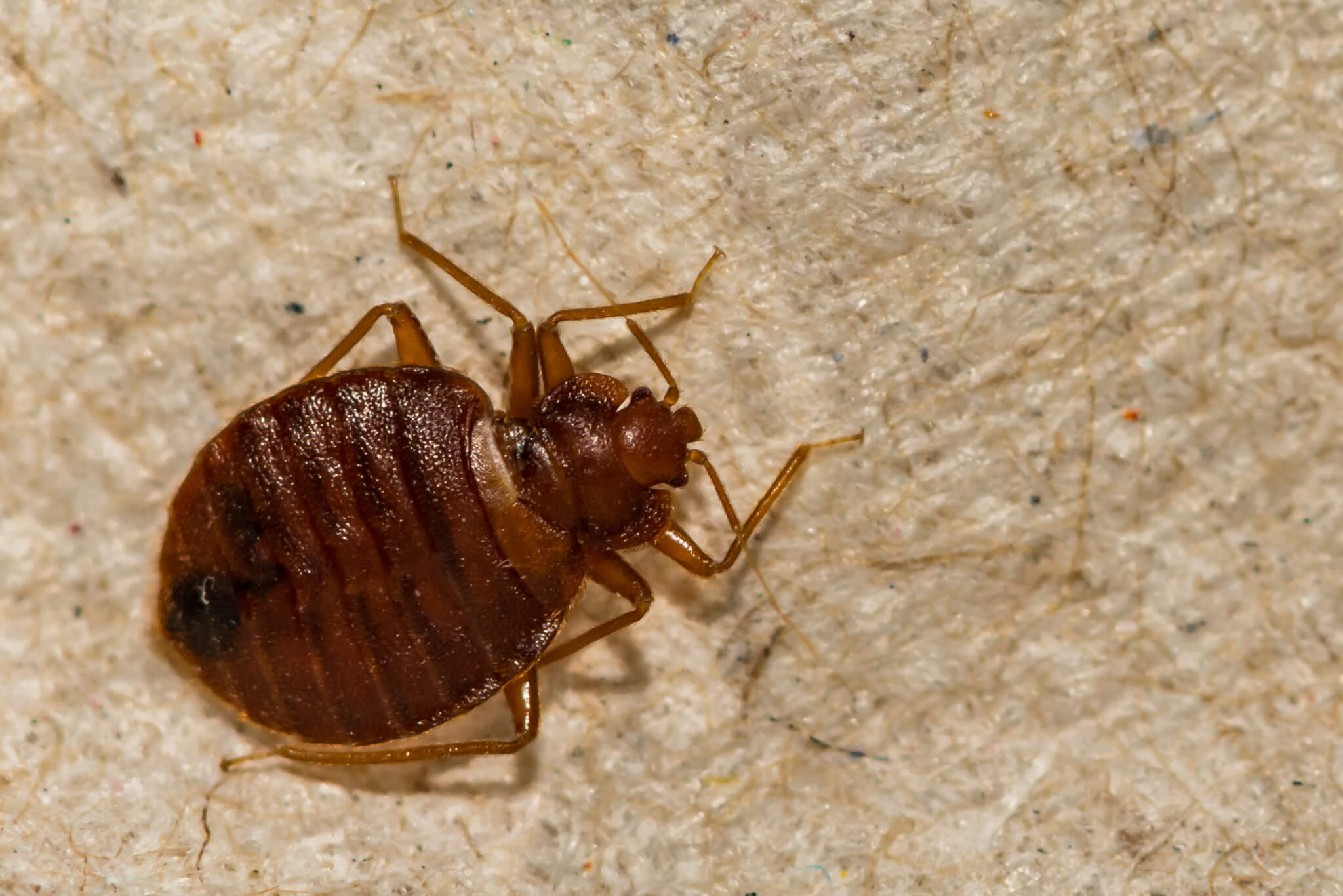 Designed to kill fleas, veterinary medicine ivermectin, fluralaner could also be key to stopping mattress bugs