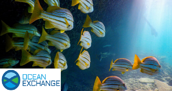 Ocean Exchange Awards for Innovative Solutions
