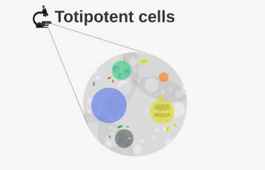 Ijms Free Full Text Plants Under Stress Involvement Of Auxin And Cytokinin Html 