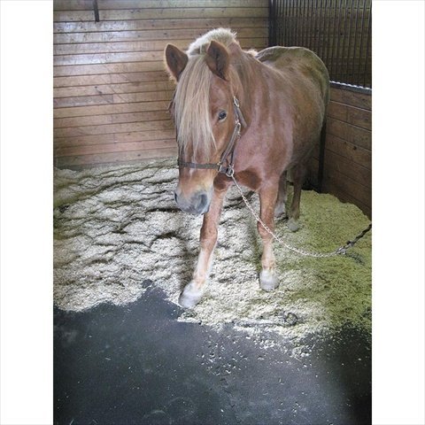 Comfort, traction, and urine/odor management are crucial to any horse barn. Benefits of Using Rubber Horse Stall Mats