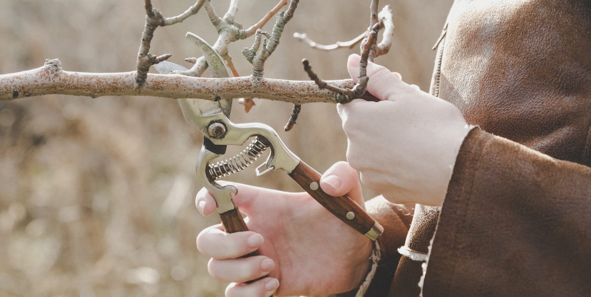 Maintaining Pruning Tools In Good Condition