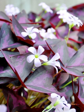 Picture of Oxalis triangularis in flower