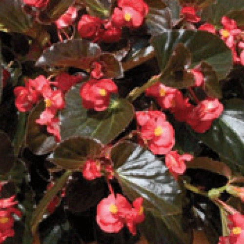 Found in shades of white, . Begonia Whopper Red Bronze Leaf What We Grow