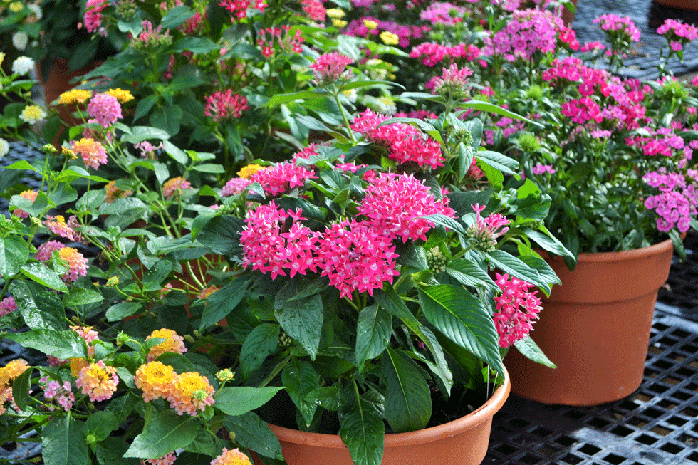 Plants and the Kansas Heat Stutzmans Greenhouse &amp; Garden