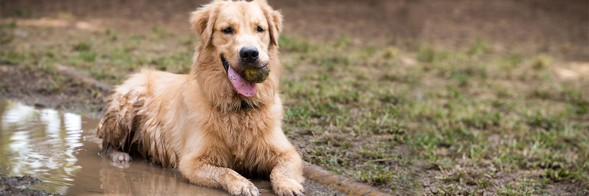 Geburt Hund In Bildern