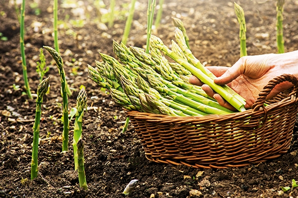 Was Darf Ein Hund Fressen Hundemagazin Net