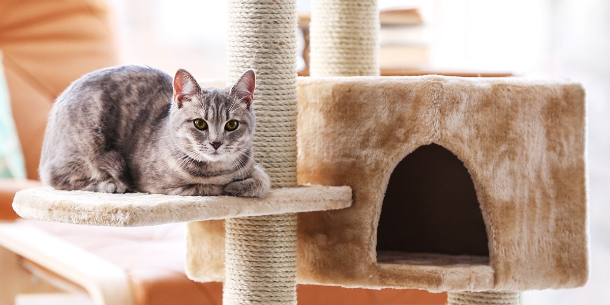 Giardien Beim Hund Ernahrung Und Behandlung Hunde Kausnacks Magazin