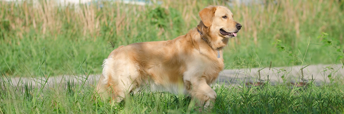 Verhalten Alter Hunde Anzeichen Und 6 Tipps Fur Den Alltag Tractive Blog