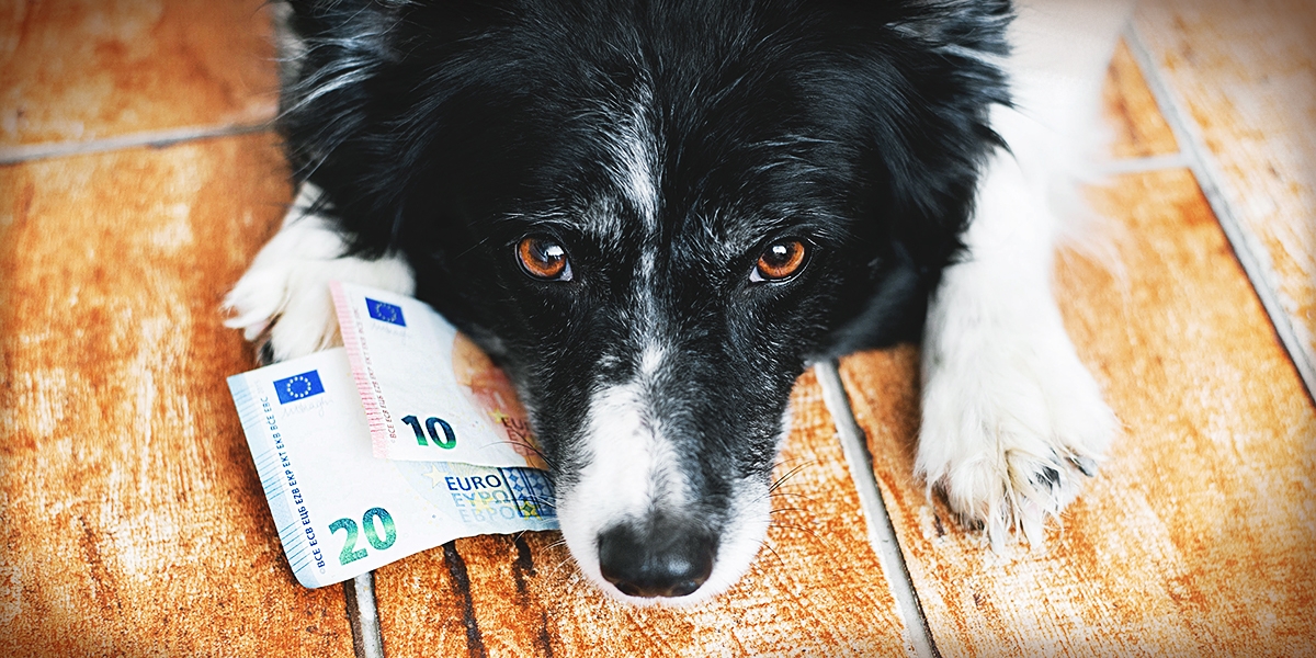 Katze Frisst Katzenstreu So Konnen Sie Es Verhindern Anicura Deutschland